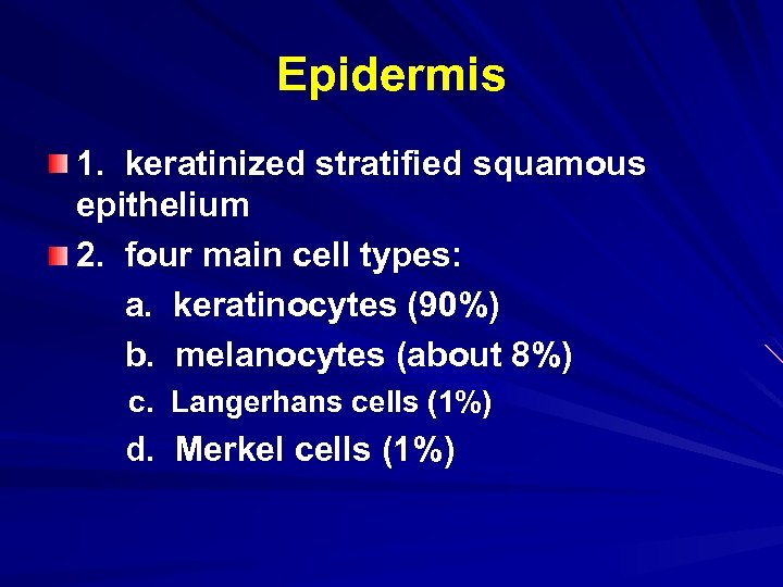 Epidermis 1. keratinized stratified squamous epithelium 2. four main cell types: a. keratinocytes (90%)