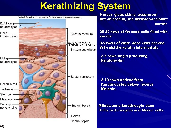 Keratinizing System Keratin gives skin a waterproof, anti-microbial, and abrasion-resistant barrier 25 -30 rows