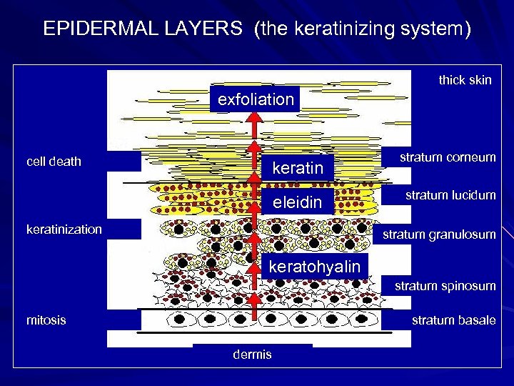 EPIDERMAL LAYERS (the keratinizing system) thick skin exfoliation cell death keratin eleidin keratinization stratum