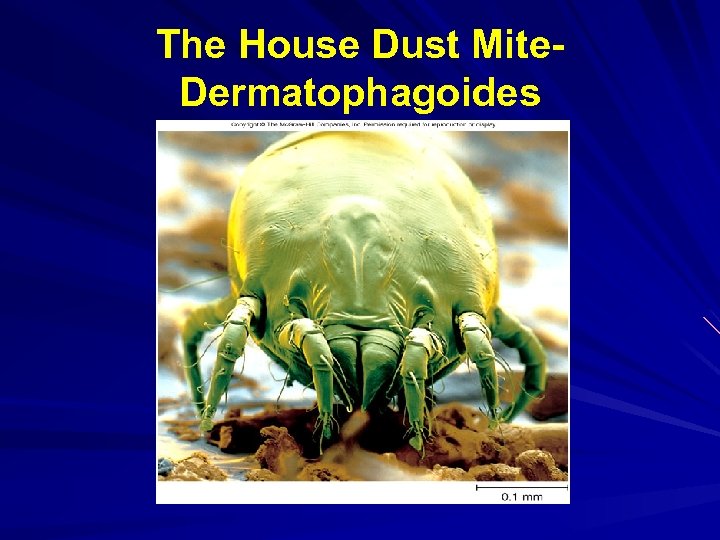 The House Dust Mite. Dermatophagoides 