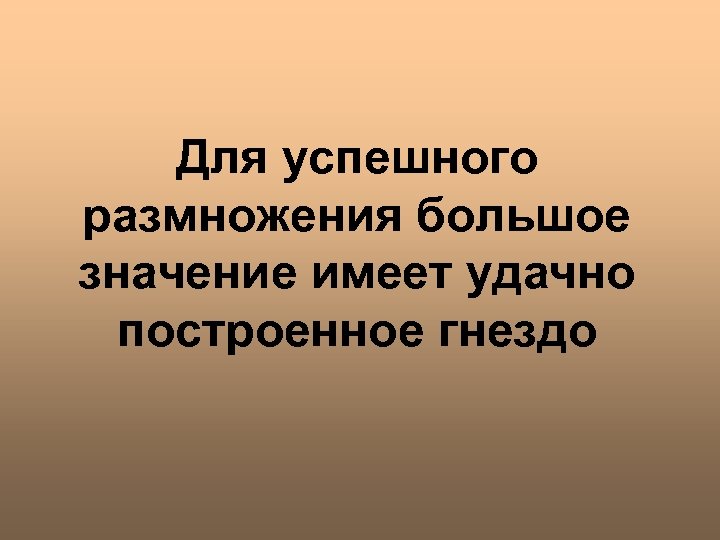 Для успешного размножения большое значение имеет удачно построенное гнездо 