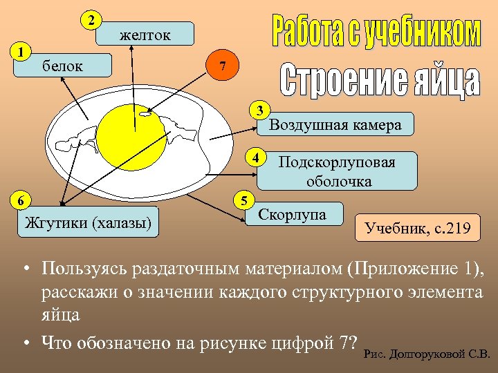 2 1 желток белок 7 3 4 6 5 Жгутики (халазы) Воздушная камера Подскорлуповая