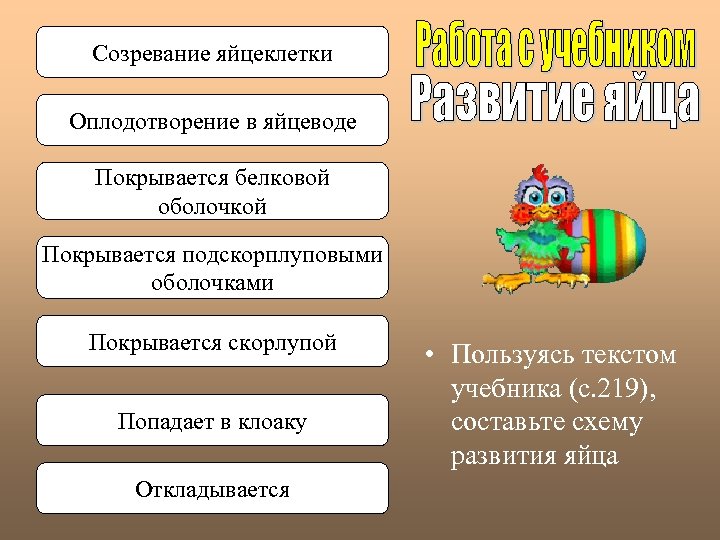 Созревание яйцеклетки Оплодотворение в яйцеводе Покрывается белковой оболочкой Покрывается подскорплуповыми оболочками Покрывается скорлупой Попадает