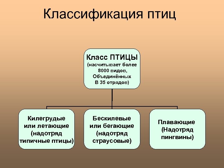 Схема классификации птиц