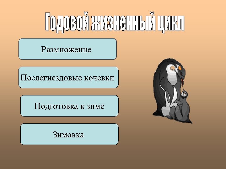 Размножение Послегнездовые кочевки Подготовка к зиме Зимовка 