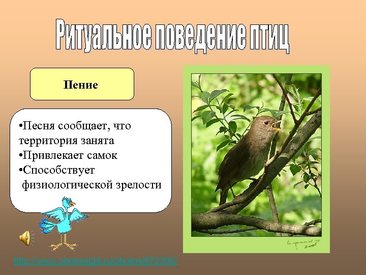 Пение • Песня сообщает, что территория занята • Привлекает самок • Способствует физиологической зрелости