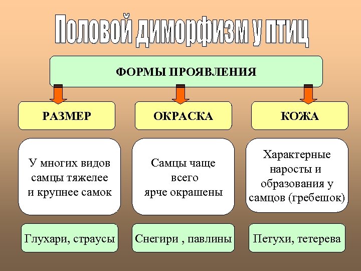 ФОРМЫ ПРОЯВЛЕНИЯ РАЗМЕР ОКРАСКА КОЖА У многих видов самцы тяжелее и крупнее самок Самцы