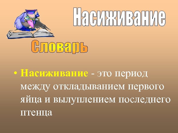  • Насиживание - это период между откладыванием первого яйца и вылуплением последнего птенца