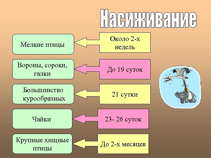 Мелкие птицы Около 2 -х недель Вороны, сороки, галки До 19 суток Большинство курообразных