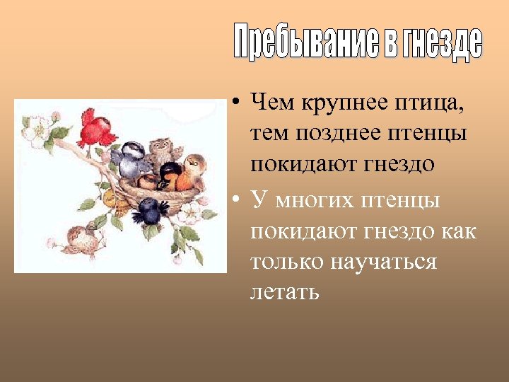  • Чем крупнее птица, тем позднее птенцы покидают гнездо • У многих птенцы