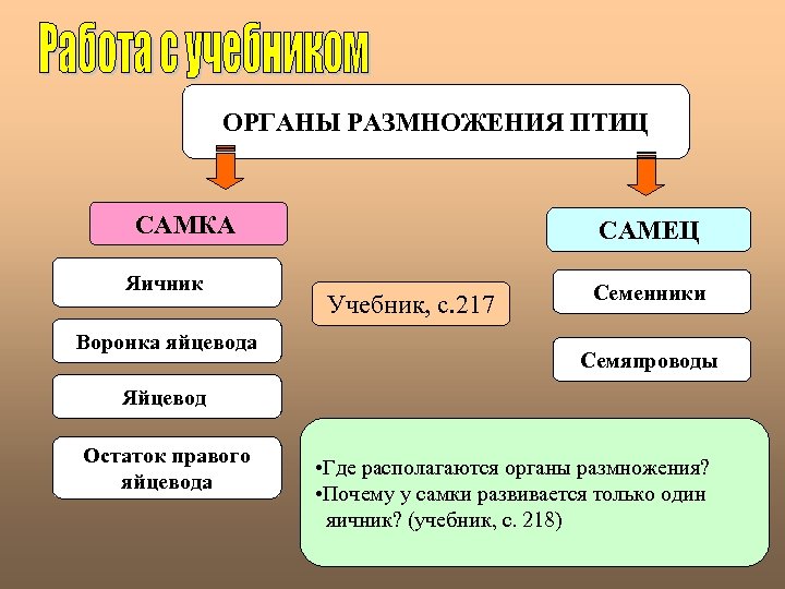 ОРГАНЫ РАЗМНОЖЕНИЯ ПТИЦ САМКА Яичник Воронка яйцевода САМЕЦ Учебник, с. 217 Семенники Семяпроводы Яйцевод