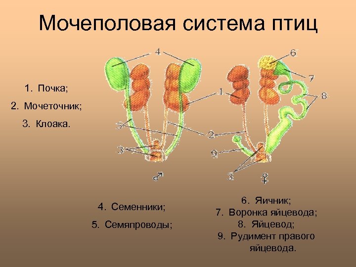 Схема органов выделения птиц