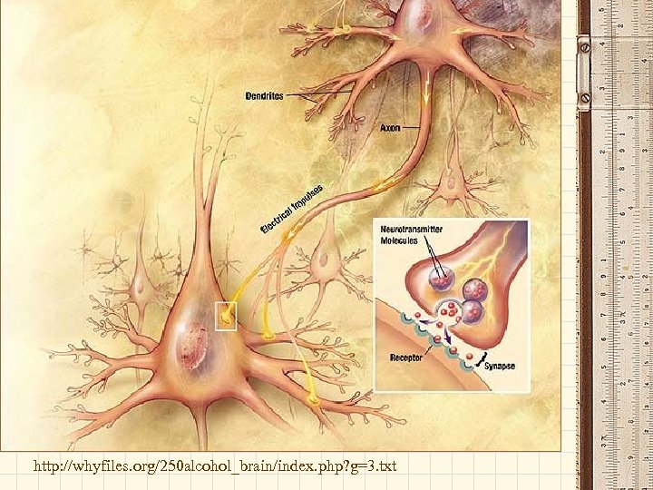 http: //whyfiles. org/250 alcohol_brain/index. php? g=3. txt 