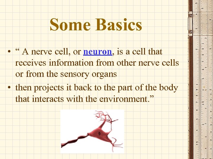 Some Basics • “ A nerve cell, or neuron, is a cell that receives