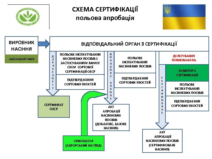 СХЕМА СЕРТИФІКАЦІЇ польова апробація ВИРОБНИК НАСІННЯ насіннєвий посів ВІДПОВІДАЛЬНИЙ ОРГАН З СЕРТИФІКАЦІЇ Д Л