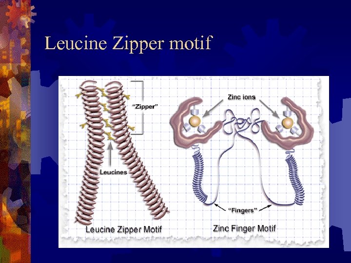 Leucine Zipper motif 