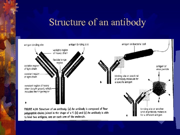 Structure of an antibody 
