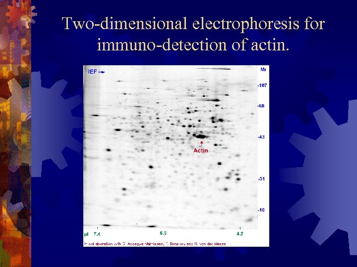 Two-dimensional electrophoresis for immuno-detection of actin. 