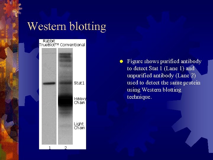 Western blotting ® Figure shows purified antibody to detect Stat 1 (Lane 1) and
