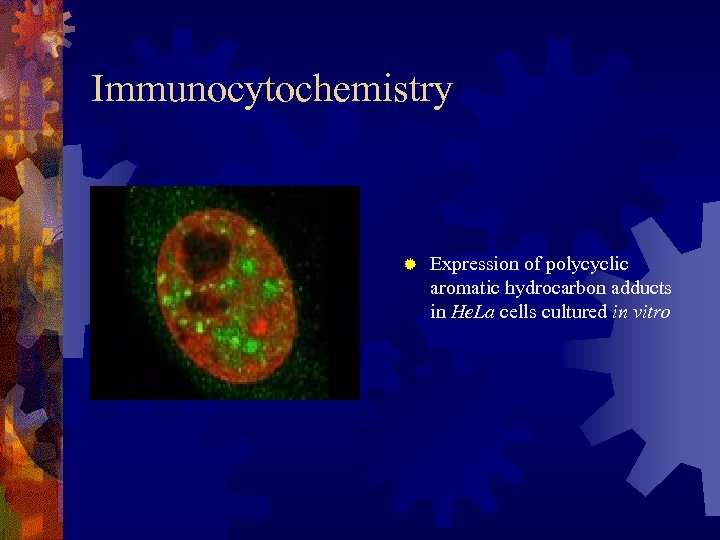 Immunocytochemistry ® Expression of polycyclic aromatic hydrocarbon adducts in He. La cells cultured in