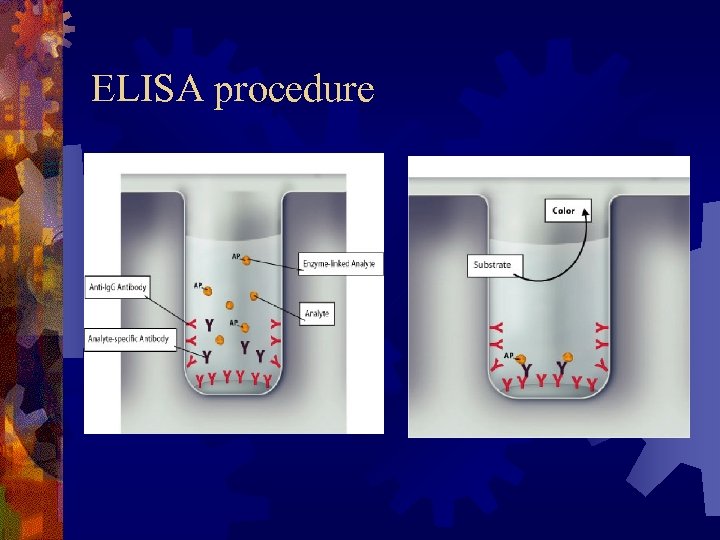 ELISA procedure 