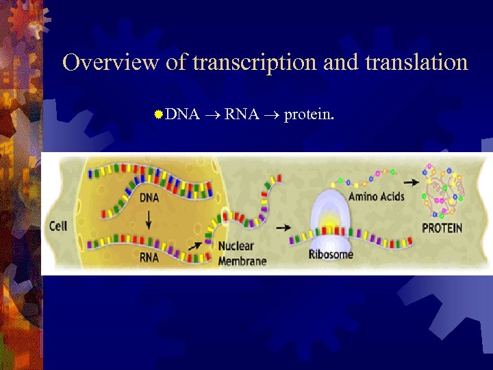 Overview of transcription and translation ®DNA RNA protein. 