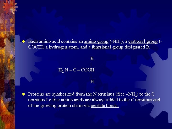 ® Each amino acid contains an amino group (-NH 2), a carboxyl group (COOH),