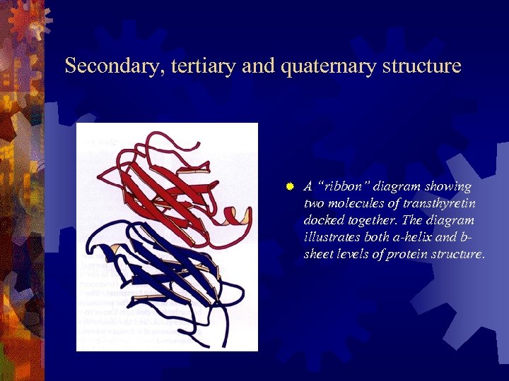 Secondary, tertiary and quaternary structure ® A “ribbon” diagram showing two molecules of transthyretin