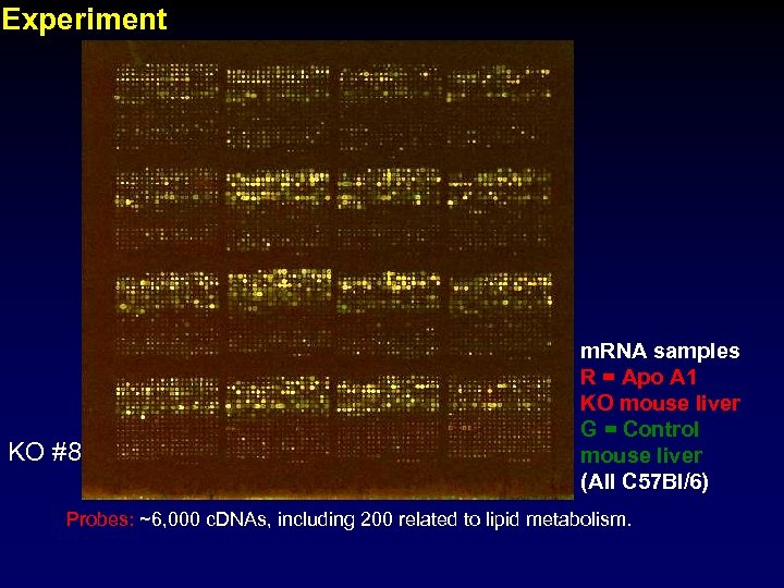 Experiment KO #8 m. RNA samples R = Apo A 1 KO mouse liver