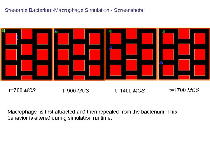 Steerable Bacterium-Macrophage Simulation - Screenshots: t=700 MCS t=900 MCS t=1400 MCS t=1700 MCS Macrophage