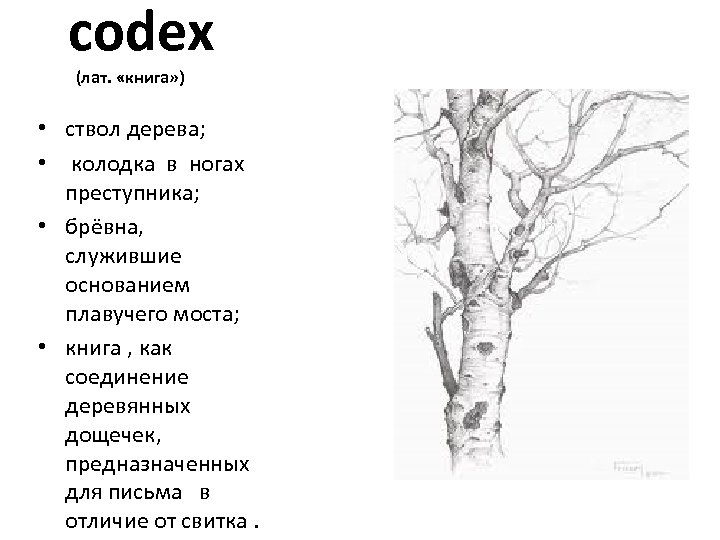 codex (лат. «книга» ) • ствол дерева; • колодка в ногах преступника; • брёвна,