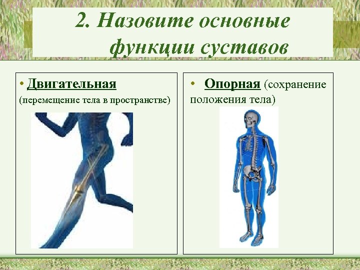 2. Назовите основные функции суставов • Двигательная • Опорная (сохранение (перемещение тела в пространстве)