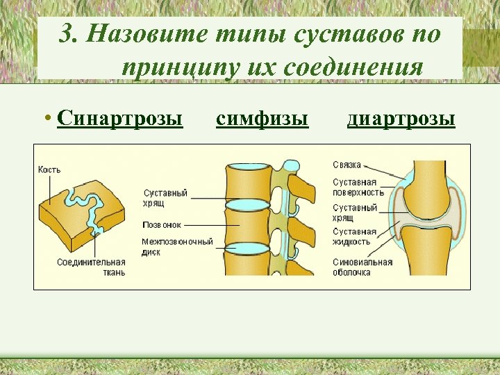 3. Назовите типы суставов по принципу их соединения • Синартрозы симфизы диартрозы 