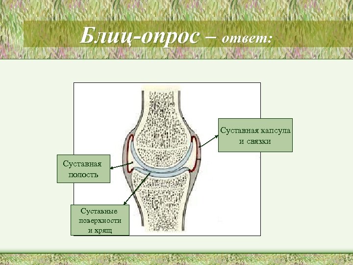 Блиц-опрос – ответ: Суставная капсула и связки Суставная полость Суставные поверхности и хрящ 