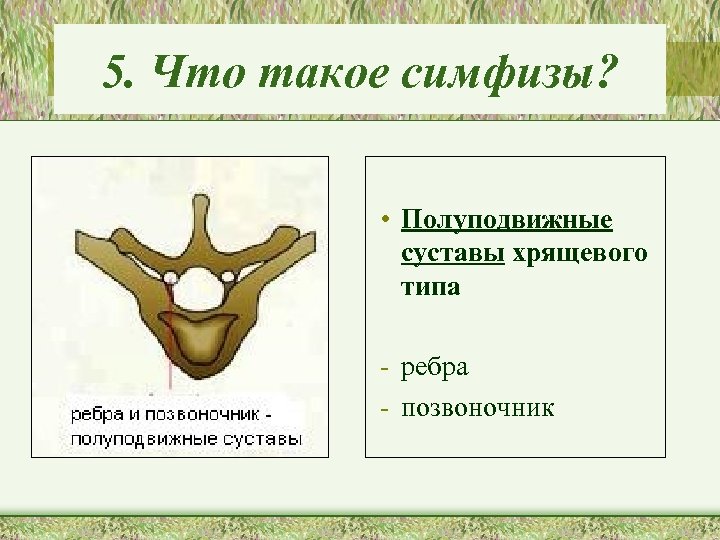 5. Что такое симфизы? • Полуподвижные суставы хрящевого типа - ребра - позвоночник 