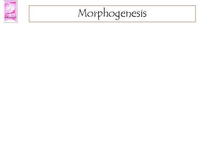 Morphogenesis 