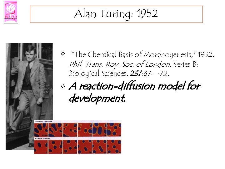 Alan Turing: 1952 • “The Chemical Basis of Morphogenesis, ” 1952, Phil. Trans. Roy.