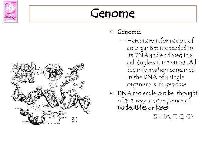 Genome • Genome: – Hereditary information of an organism is encoded in its DNA