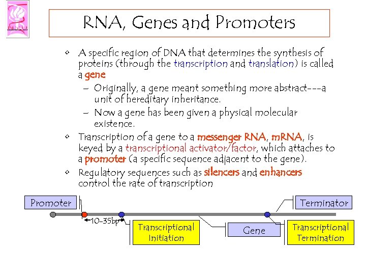 RNA, Genes and Promoters • A specific region of DNA that determines the synthesis