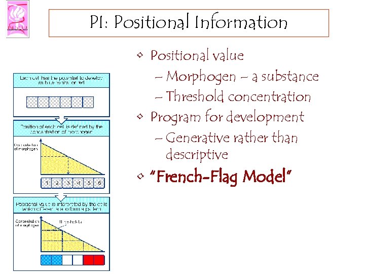 PI: Positional Information • Positional value – Morphogen – a substance – Threshold concentration