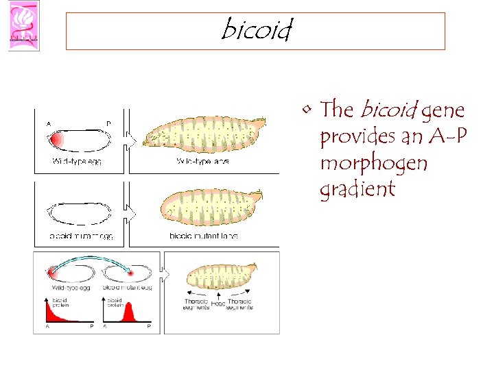 bicoid • The bicoid gene provides an A-P morphogen gradient 
