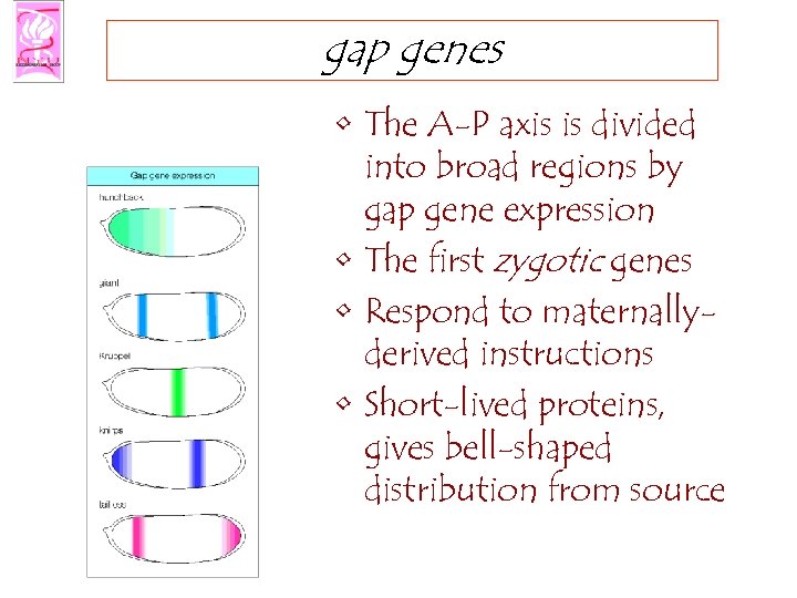 gap genes • The A-P axis is divided into broad regions by gap gene