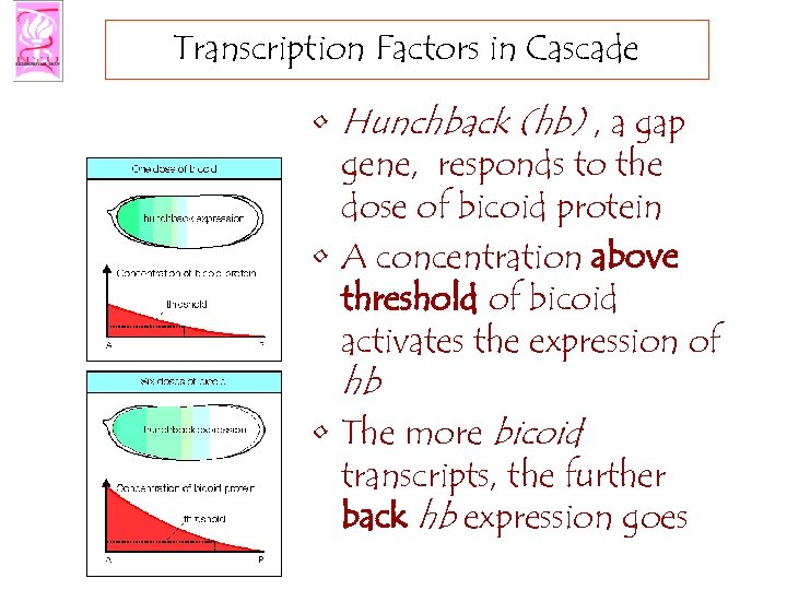 Transcription Factors in Cascade • Hunchback (hb) , a gap gene, responds to the
