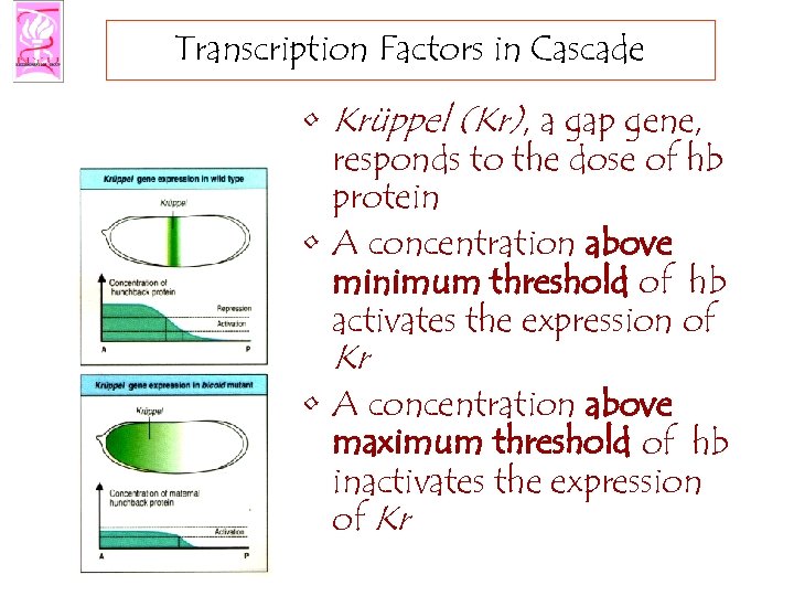 Transcription Factors in Cascade • Krüppel (Kr), a gap gene, responds to the dose