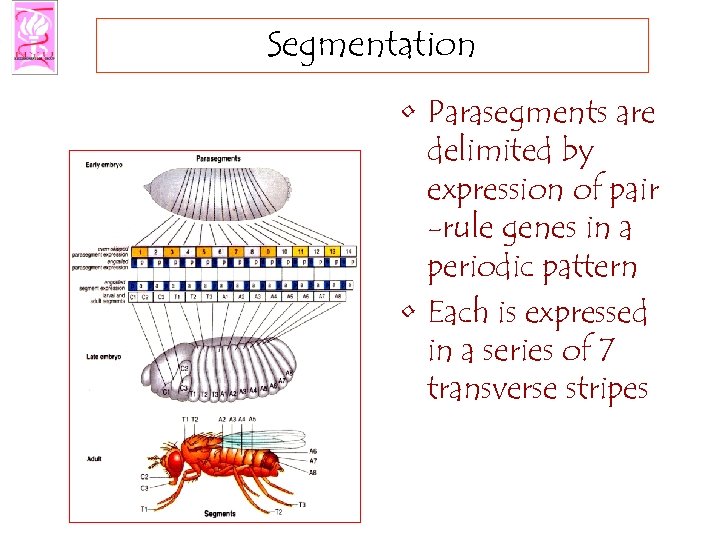 Segmentation • Parasegments are delimited by expression of pair -rule genes in a periodic