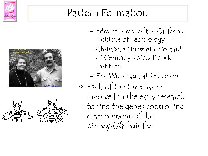 Pattern Formation – Edward Lewis, of the California Institute of Technology – Christiane Nuesslein-Volhard,