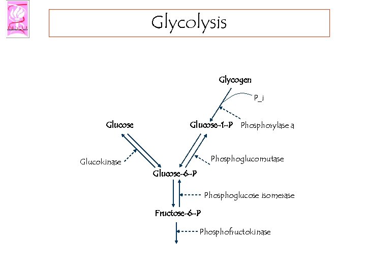 Glycolysis Glycogen P_i Glucose-1 -P Phosphorylase a Phosphoglucomutase Glucokinase Glucose-6 -P Phosphoglucose isomerase Fructose-6