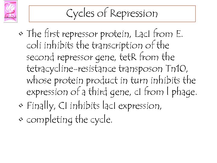 Cycles of Repression • The first repressor protein, Lac. I from E. coli inhibits