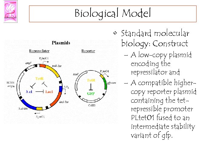 Biological Model • Standard molecular biology: Construct – A low-copy plasmid encoding the repressilator
