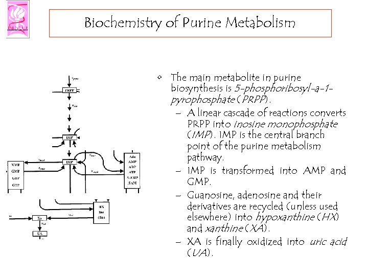 Biochemistry of Purine Metabolism • The main metabolite in purine biosynthesis is 5 -phosphoribosyl-a-1